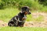 BEAUCERON - PUPPIES 252